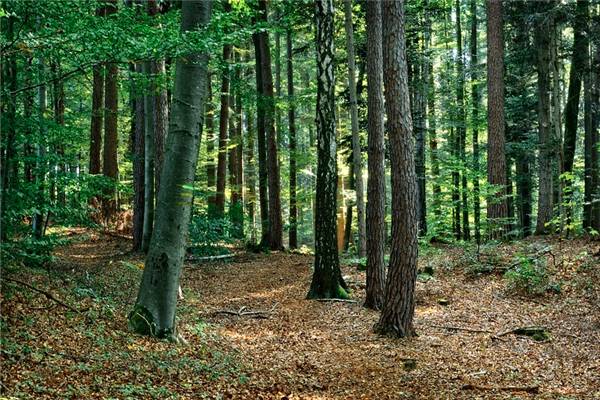 利用物聯網改變樹木監控、管理